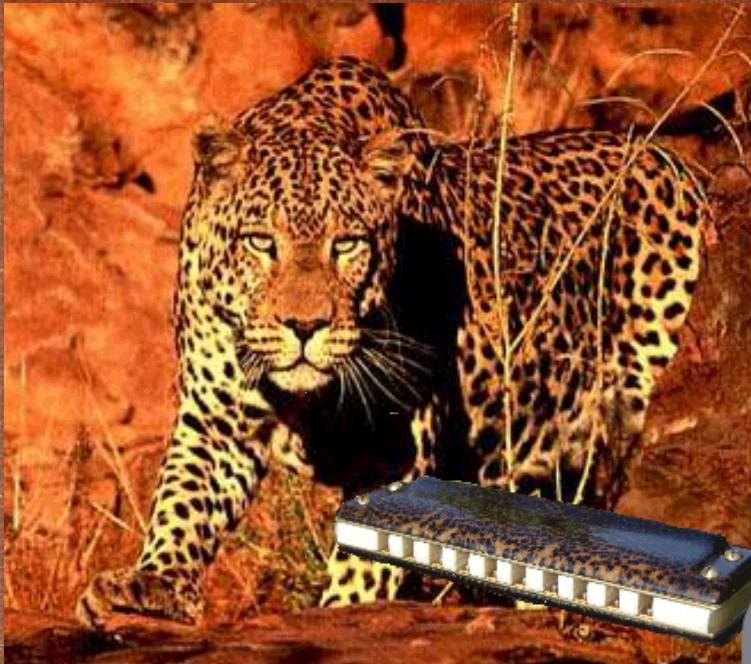 panthera africana.jpg