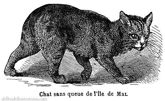 manx-cat.jpg