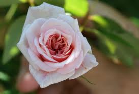 Rose.jpg